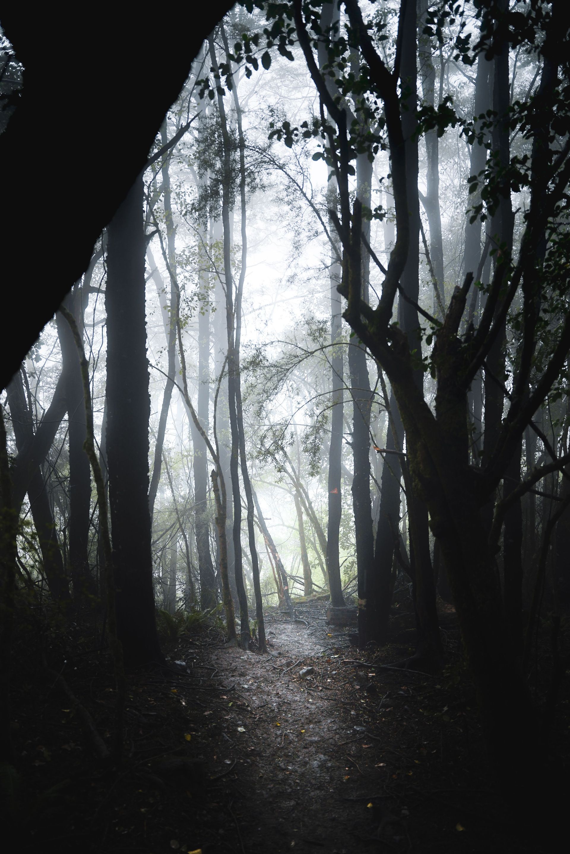 The sun is shining through the trees in the foggy forest