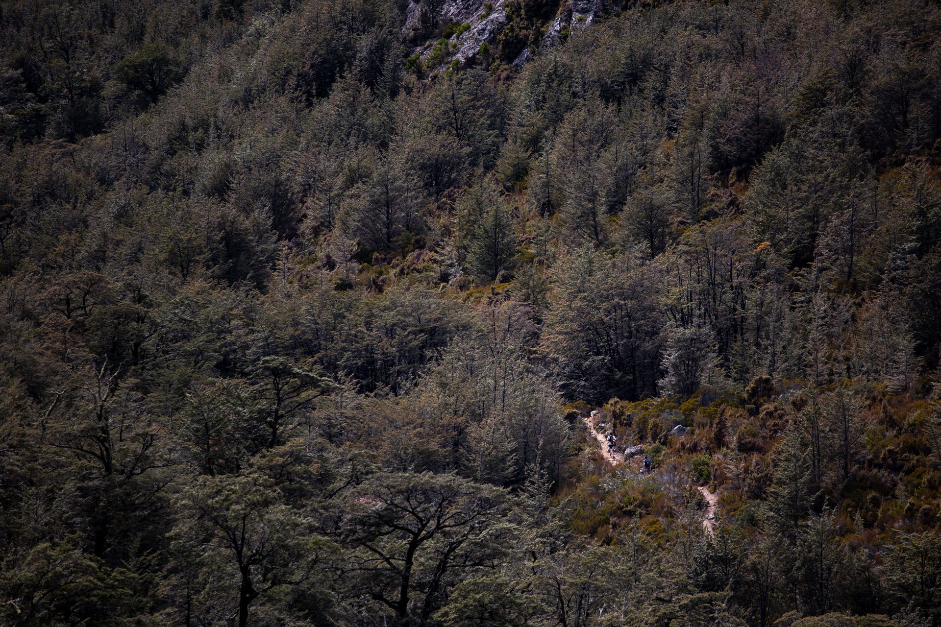 A path going through a lush green forest on a hillside.