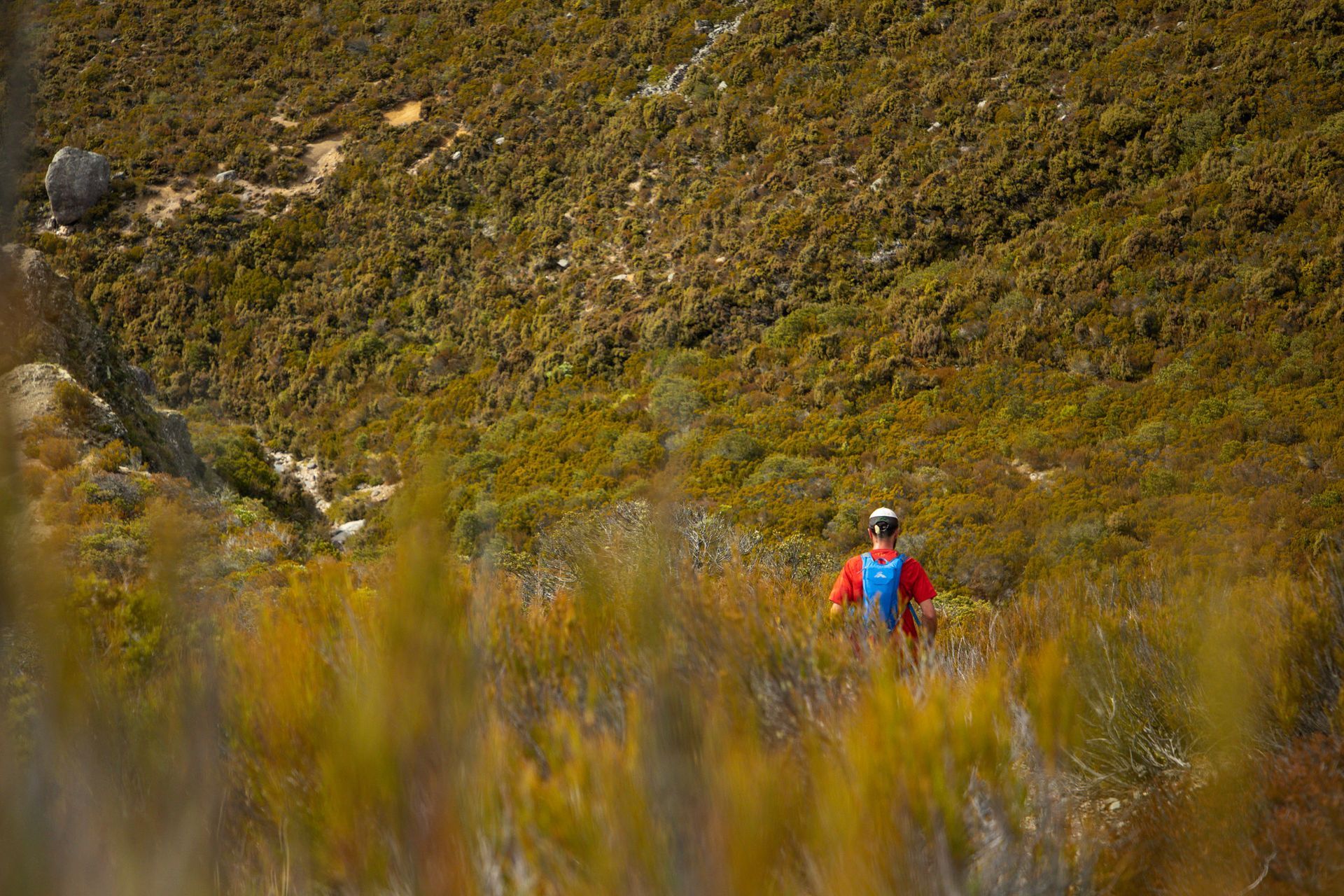 A person with a backpack is walking through a lush green field.
