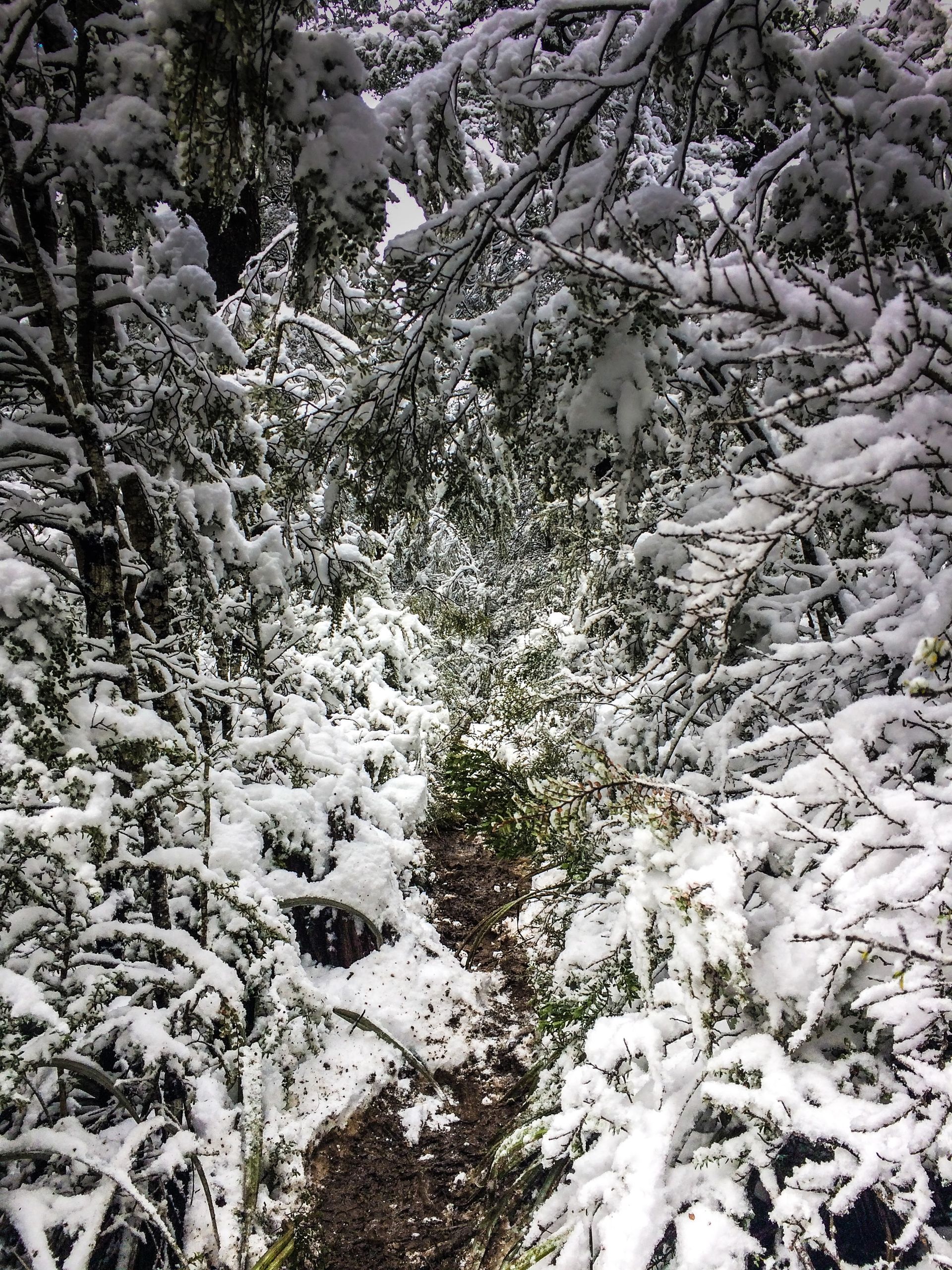 A snowy forest with trees and bushes covered in snow