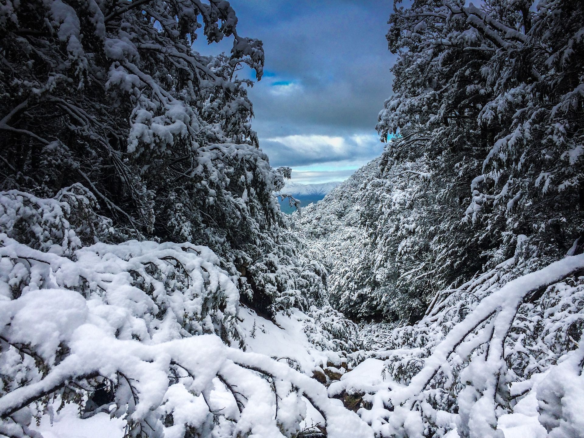 A snowy forest with trees covered in snow
