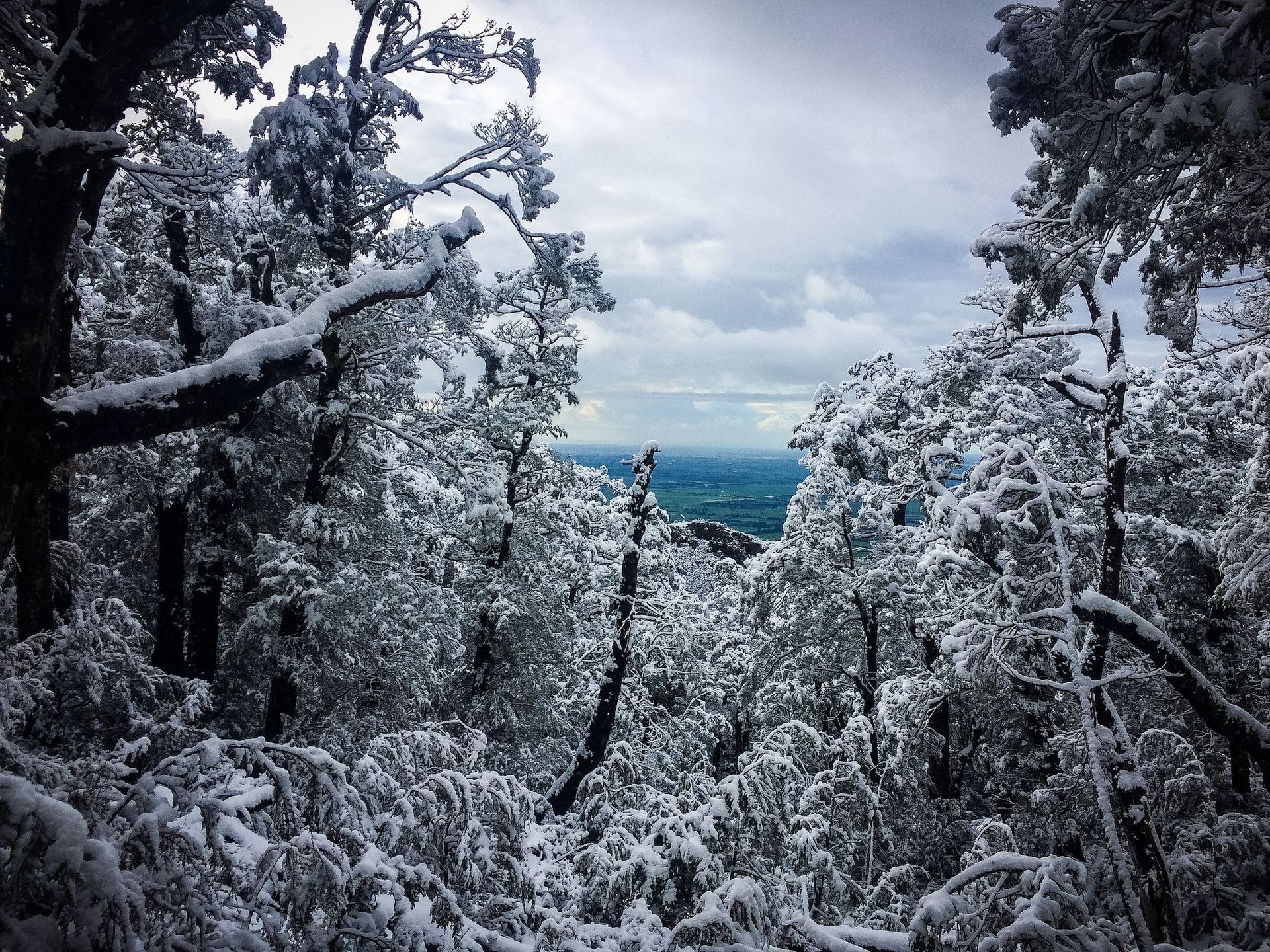 A snowy forest with trees covered in snow and a view of the ocean.