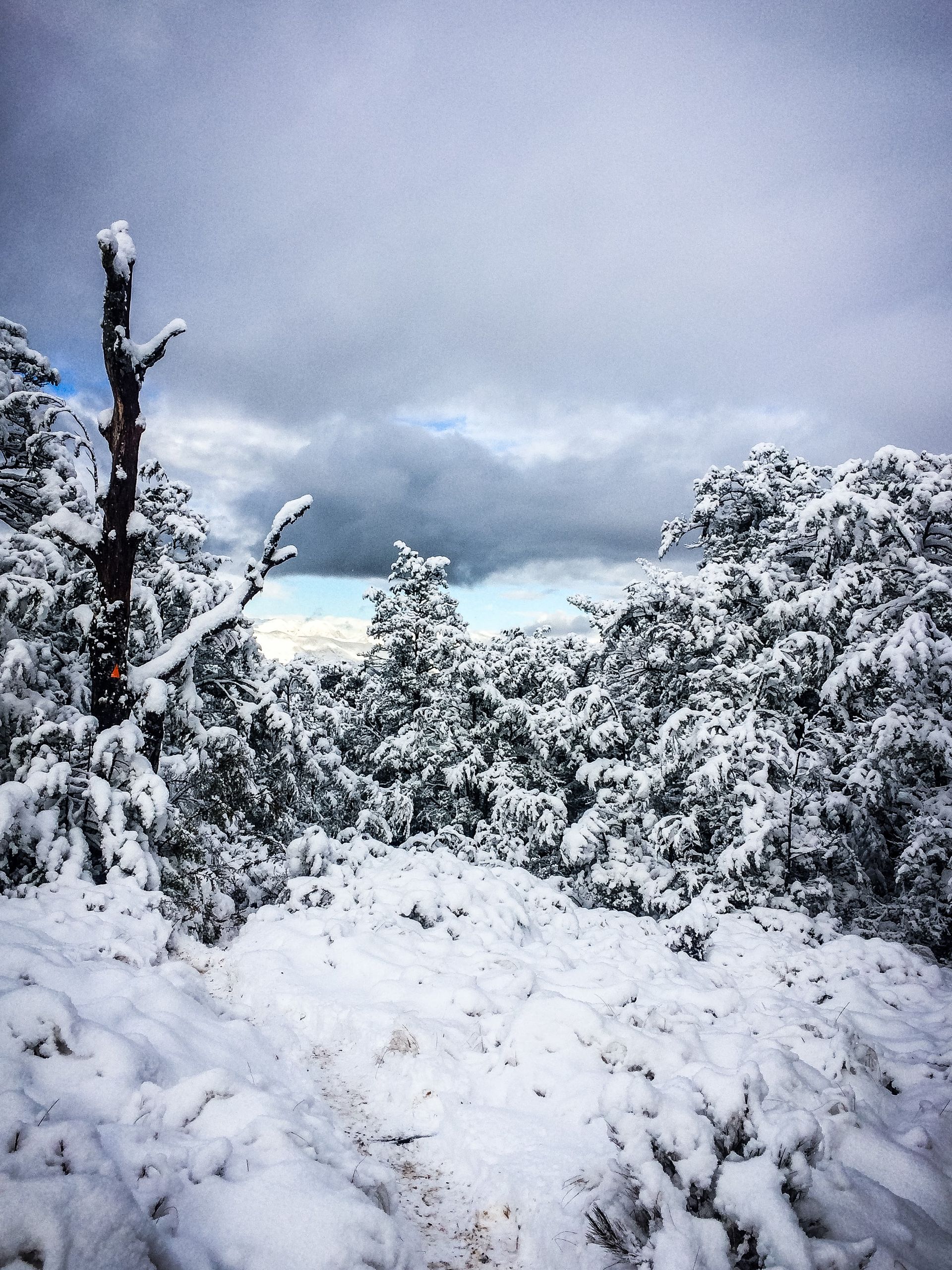 A snowy forest with trees covered in snow on a cloudy day