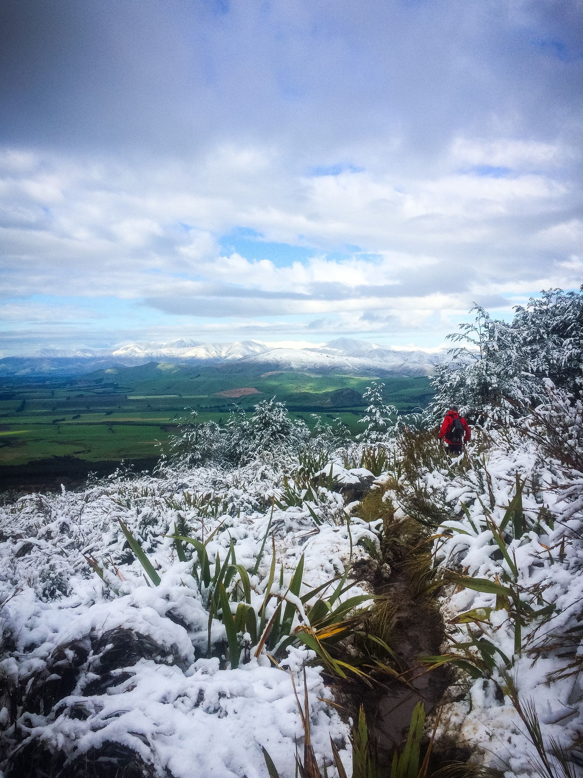 A snowy field with trees and grass covered in snow.