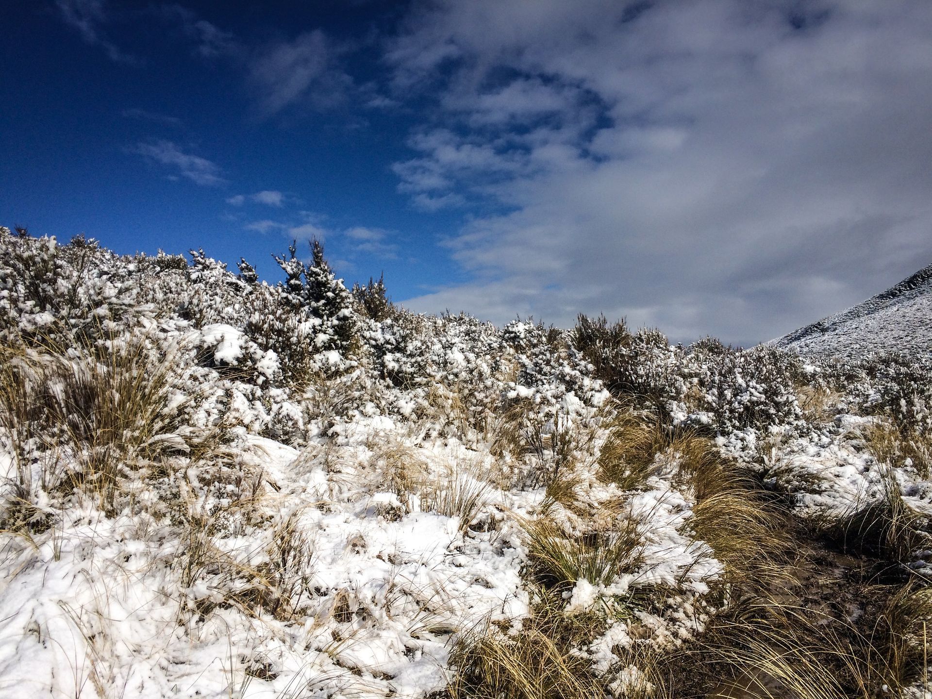 A snowy field with a blue sky in the background