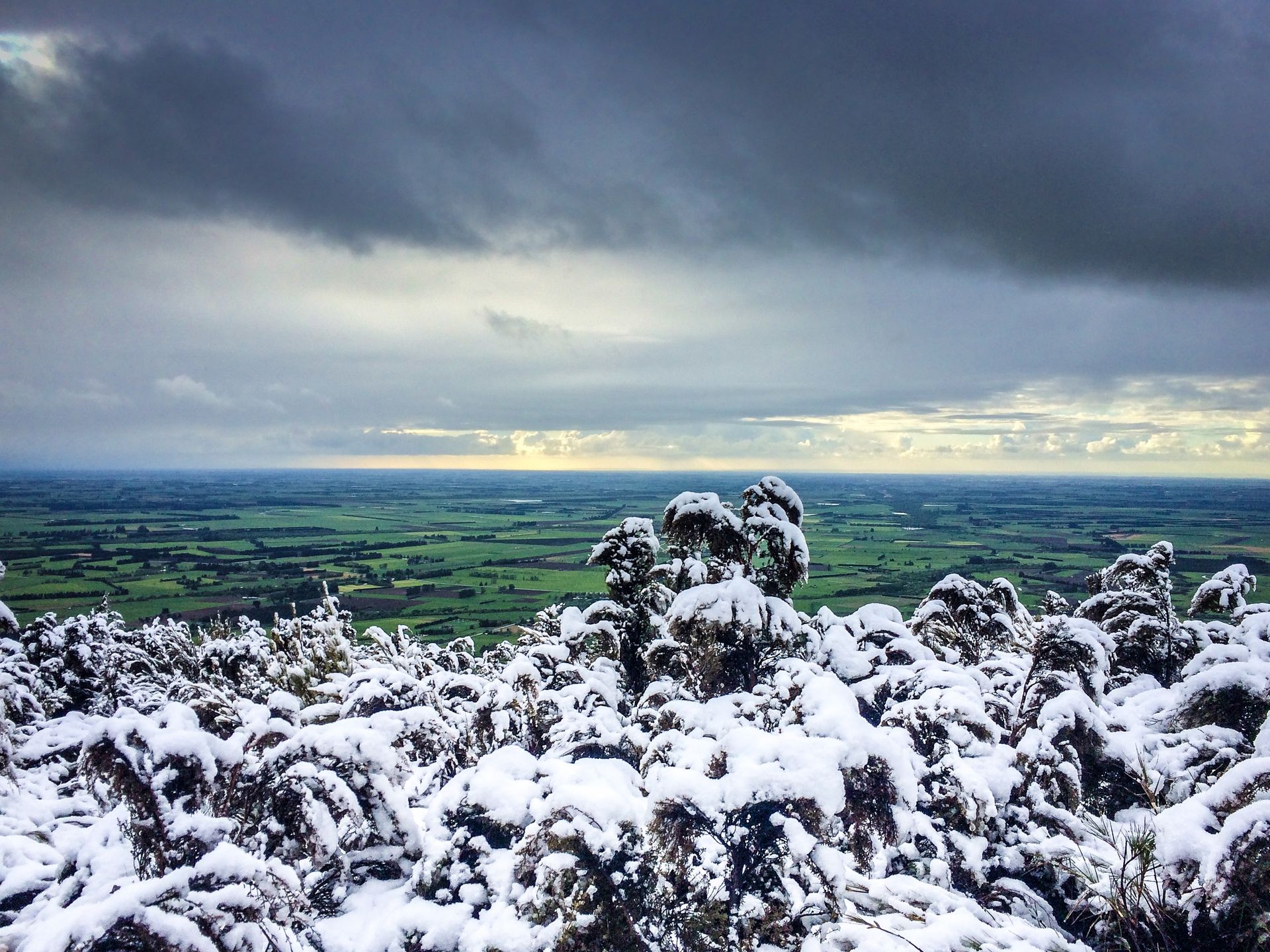 A snowy landscape with trees and bushes covered in snow