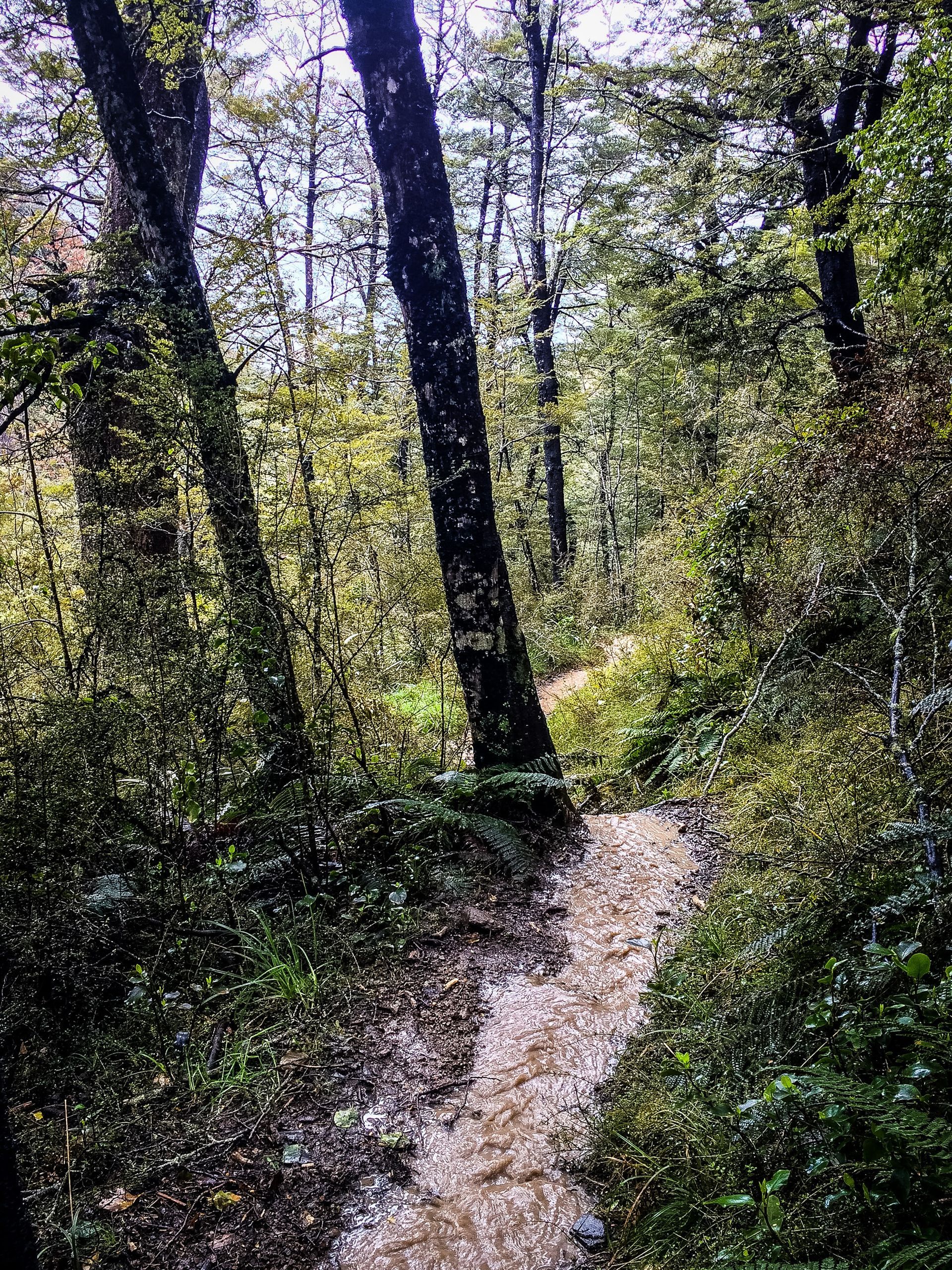 A path in the middle of a forest surrounded by trees.