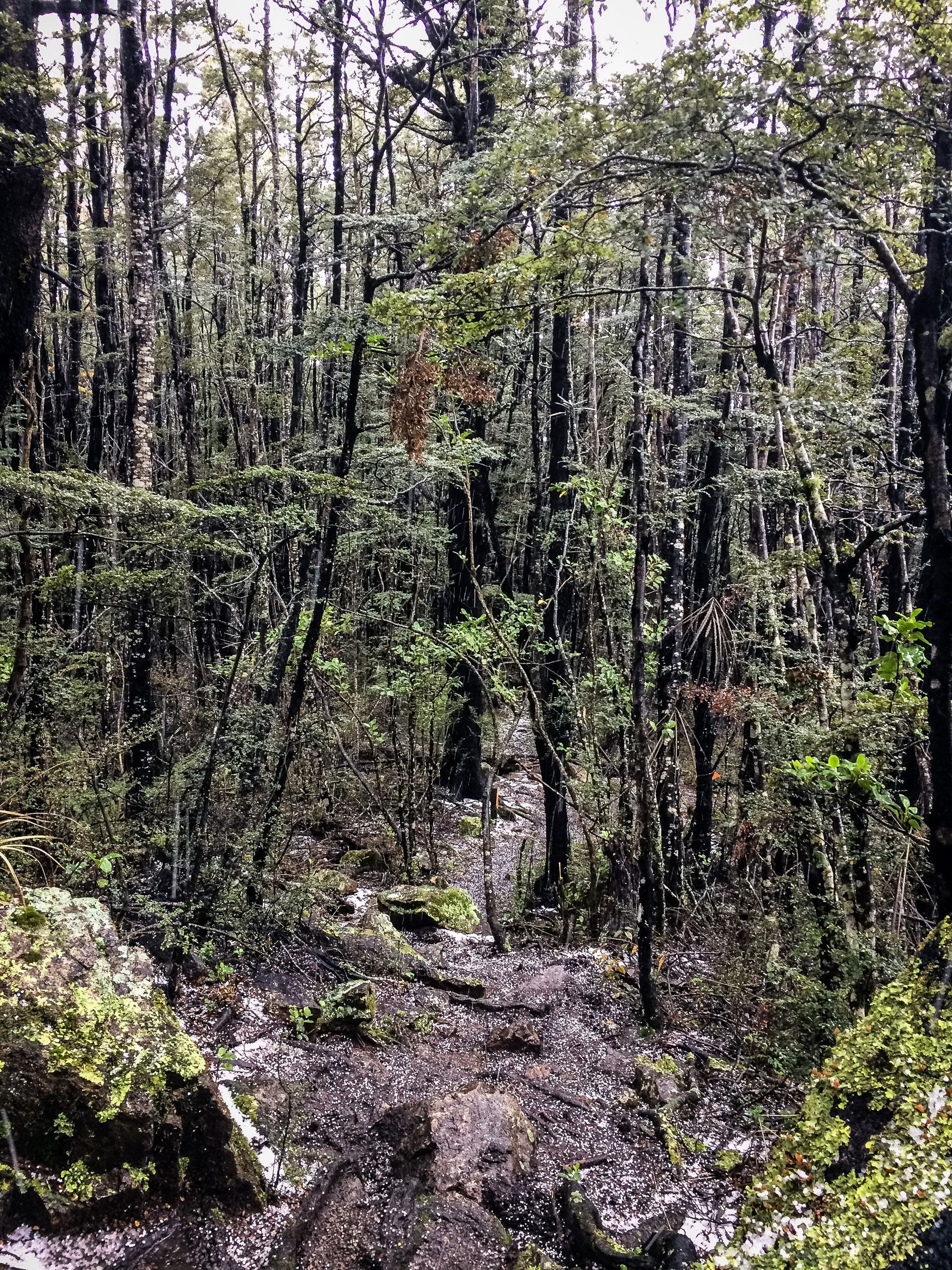 A path in the middle of a forest surrounded by trees and rocks.