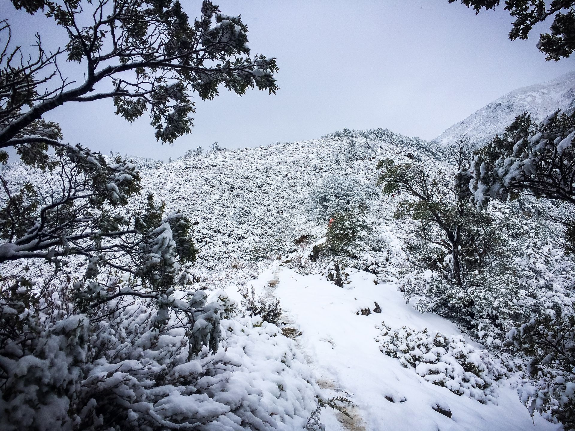 A snowy forest with trees and mountains in the background