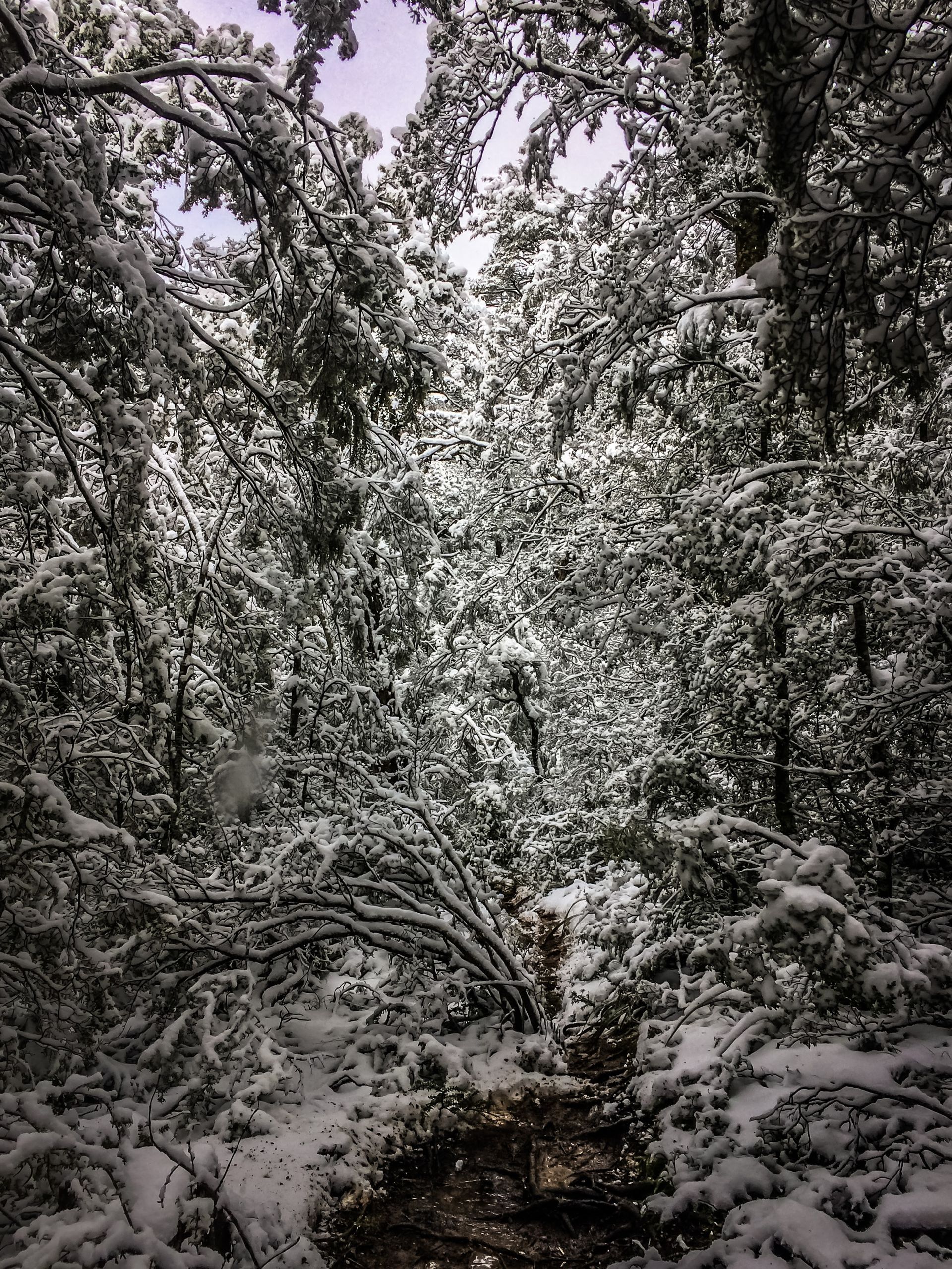 A snowy forest with trees covered in snow