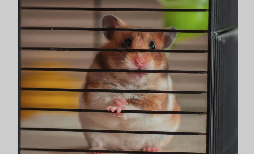 Hamster on wheel