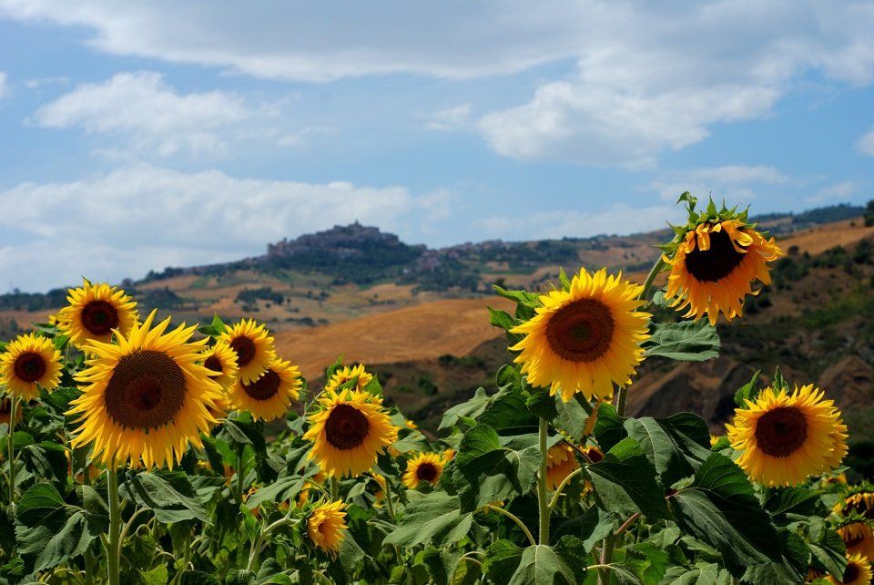 Campo di girasoli