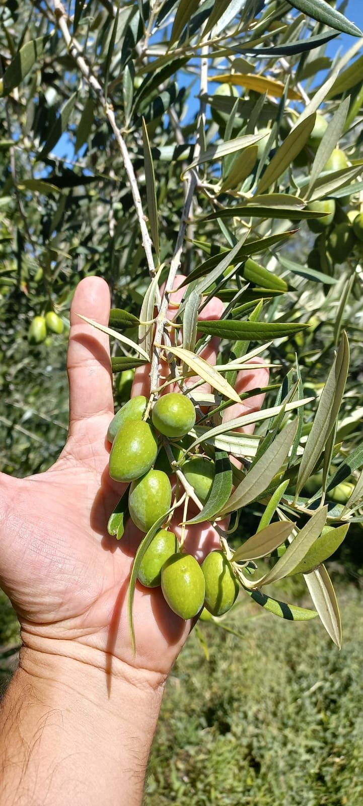 Rodolfo F. Allolio e Hijos S.R.L