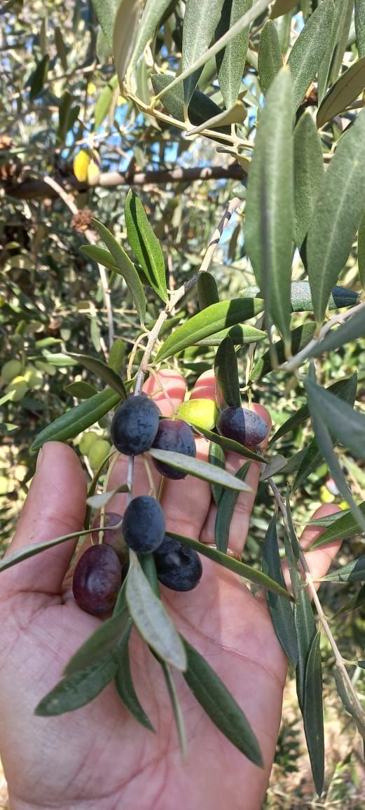 Rodolfo F. Allolio e Hijos S.R.L