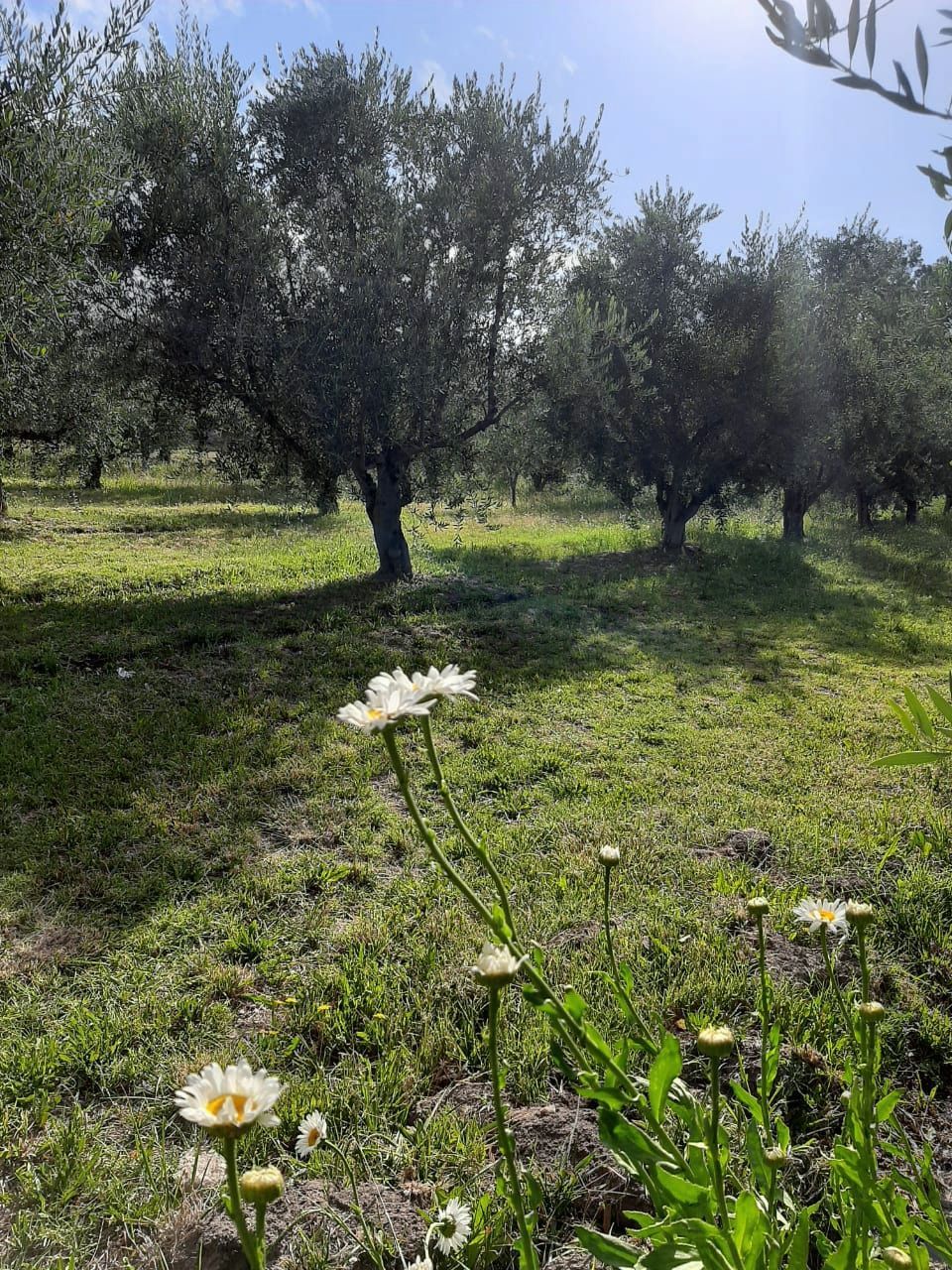 Rodolfo F. Allolio e Hijos S.R.L