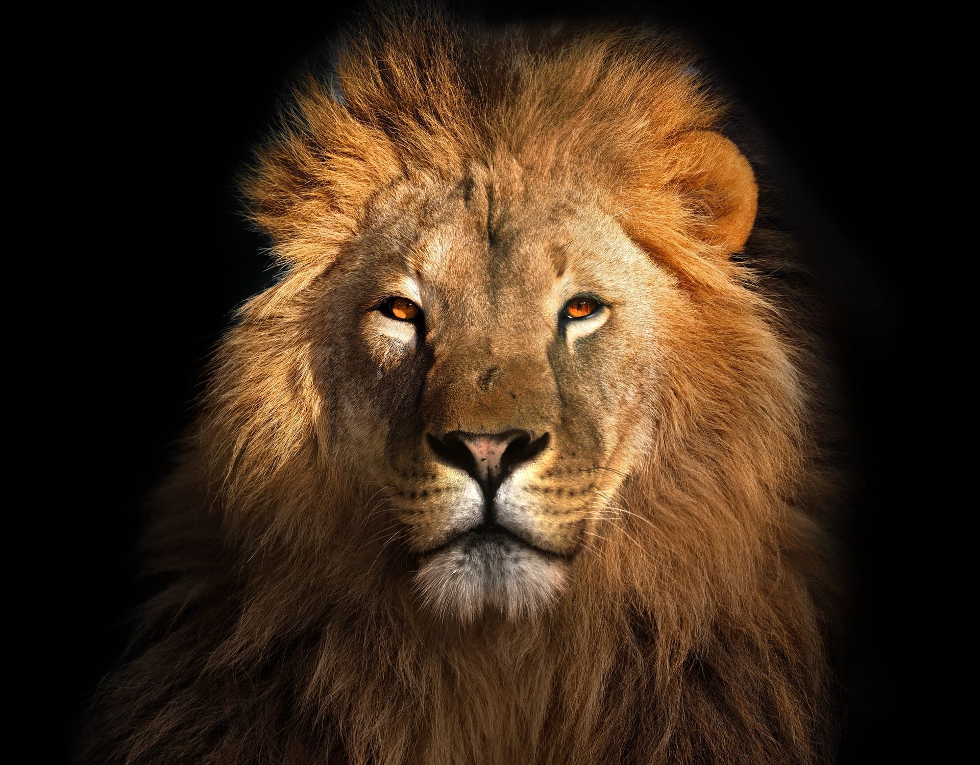 A close up of a lion 's face on a black background.