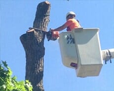 Trunk Cutting — Commercial and Residential Tree Care in Champaign, IL Urbana