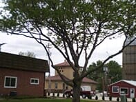 Tall Tree — Emergency Storm Cleanup in Champaign, IL Urbana