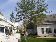 Tree — Emergency Storm Cleanup in Champaign, IL Urbana