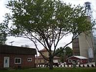 Large Tree — Emergency Storm Cleanup in Champaign, IL Urbana