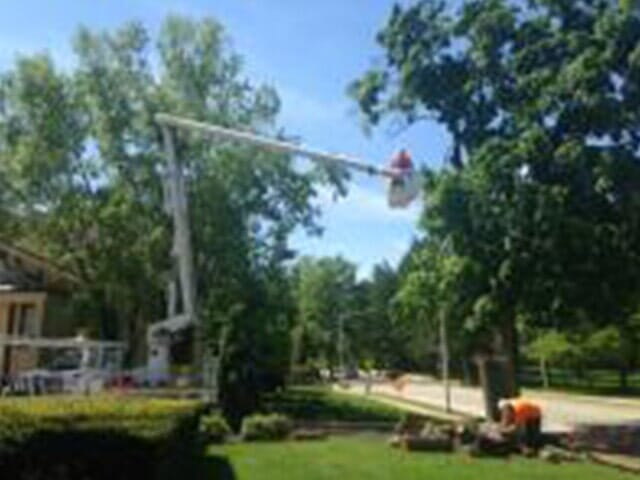 Tree cutter going down — Tree services in Champaign, IL Urbana