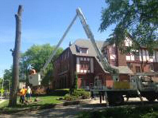 Tree Cutter cuts the tree layer by layer 5 — Tree services in Champaign, IL Urbana