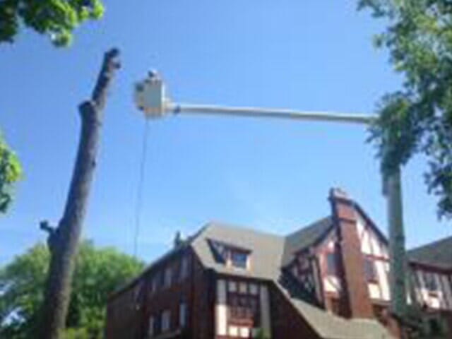 Tree Cutter on the top of the Tree — Tree services in Champaign, IL Urbana