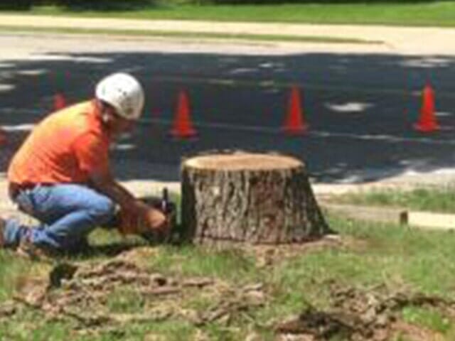 Trimming the Bark — Tree services in Champaign, IL Urbana