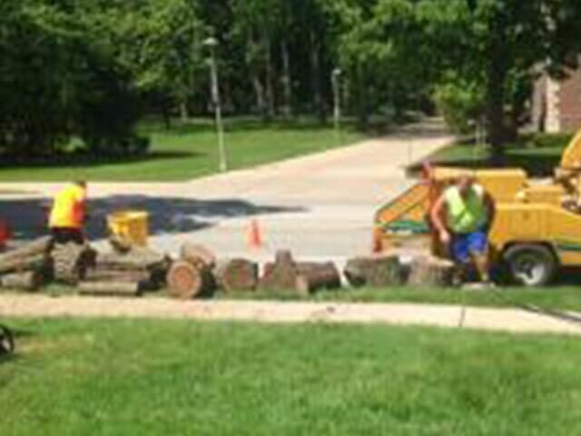 Logs on the road — Tree services in Champaign, IL Urbana