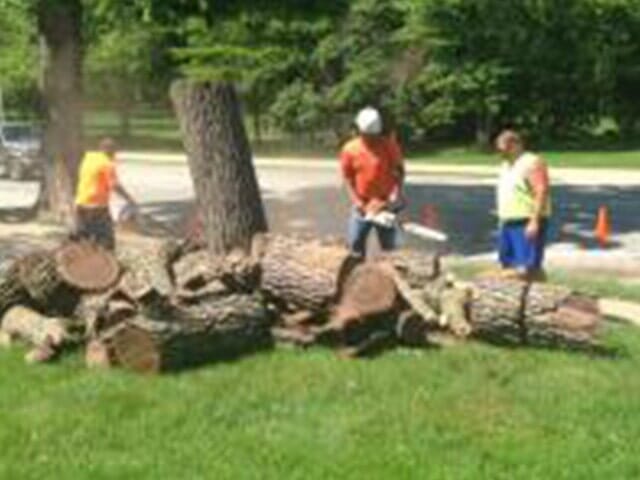 Trimming Logs 4 — Tree services in Champaign, IL Urbana