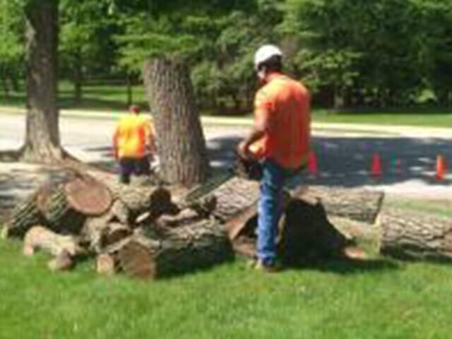 Cleaning Logs — Tree services in Champaign, IL Urbana