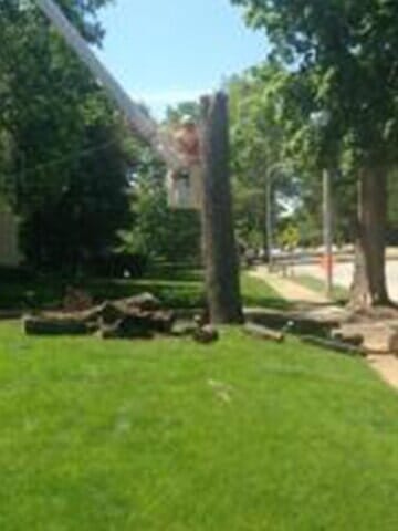 Tree Cutter cuts the tree smaller pieces 5 — Tree services in Champaign, IL Urbana