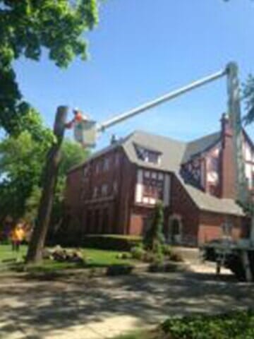 Tree Cutter cuts the tree layer by layer 7 — Tree services in Champaign, IL Urbana