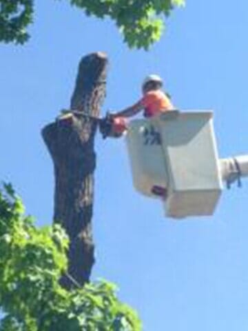 Tree Cutter cuts the tree layer by layer 6— Tree services in Champaign, IL urbana