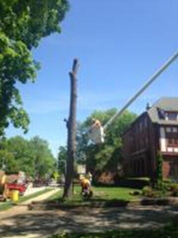 Tree Cutter cuts the tree layer by layer 4 — Tree services in Champaign, IL Urbana