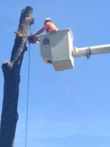 Tree Cutter cuts the tree layer by layer 3 — Tree services in Champaign, IL Urbana