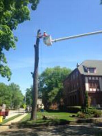 Tree Cutter cuts the tree layer by layer 2 — Tree services in Champaign, IL Urbana