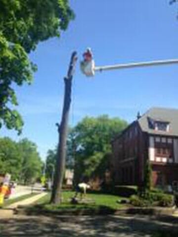 Tree Cutter cuts the tree layer by layer — Tree services in Champaign, IL Urbana