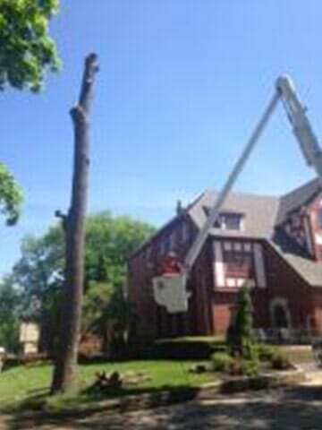 The Tree Cutter in the Truck — Tree services in Champaign, IL Urbana
