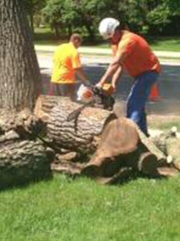 Trimming Logs 2 — Tree services in Champaign, IL Urbana