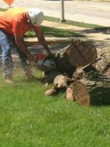 Trimming Logs — Tree services in Champaign, IL Urbana