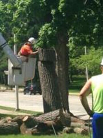 Cutting the barks smaller 2 — Tree services in Champaign, IL Urbana