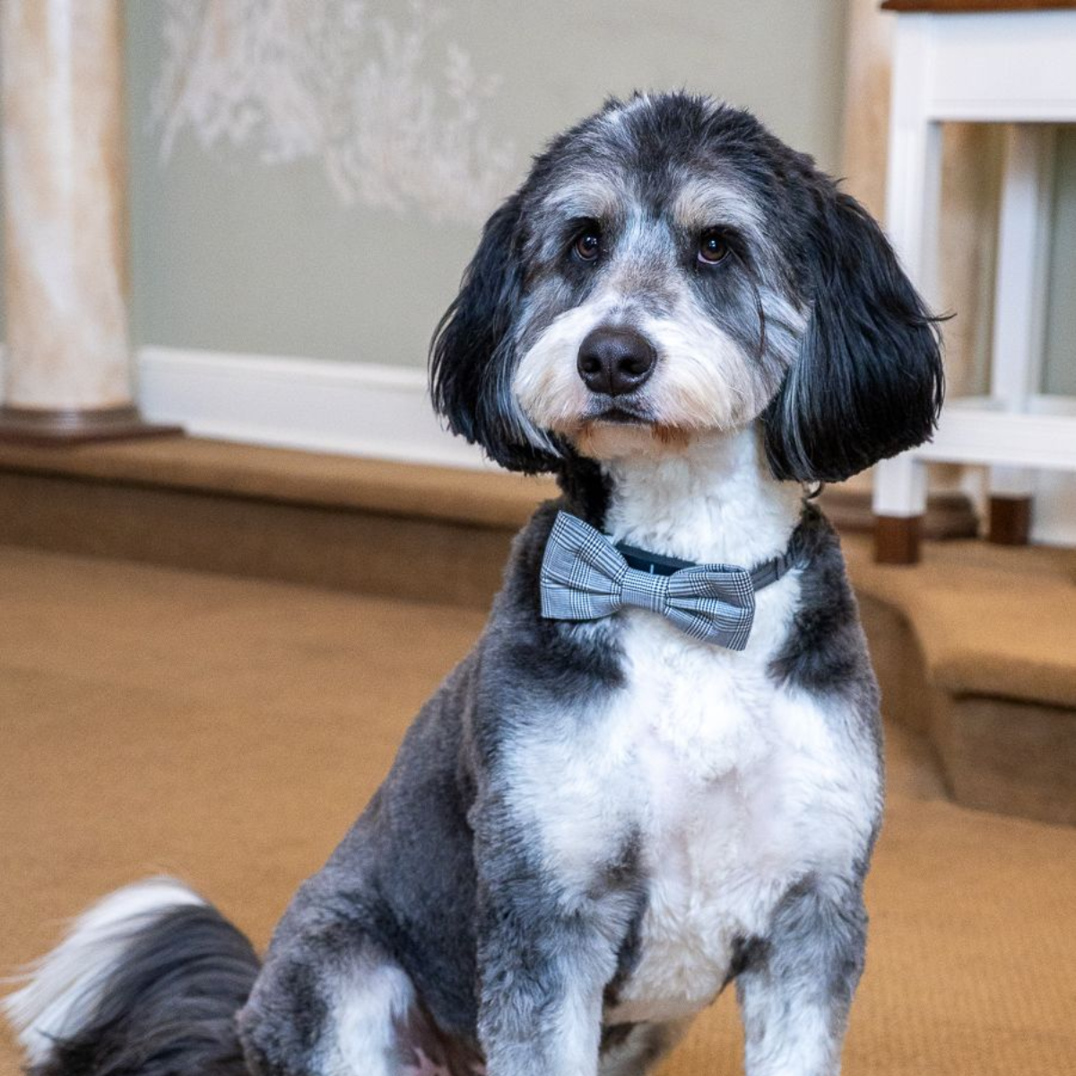 Henry The Comfort Dog