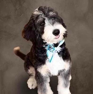 Henry The Comfort Dog