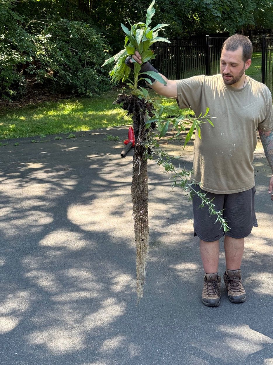 A person holds a large plant with an exceptionally long, thick taproot over an outdoor paved surface.