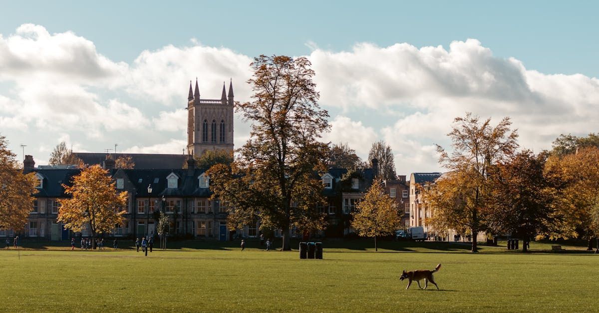 A dog is walking in a park with a large building in the background.