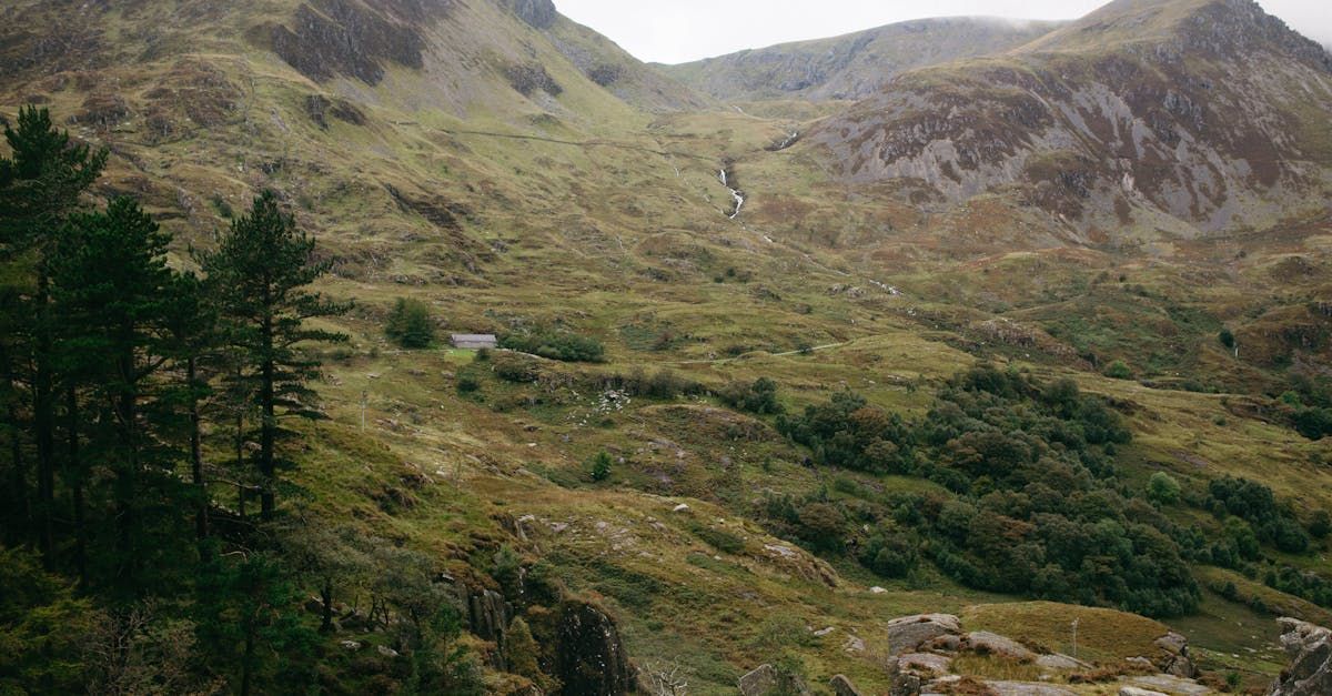 A lush green hillside with trees and mountains in the background.