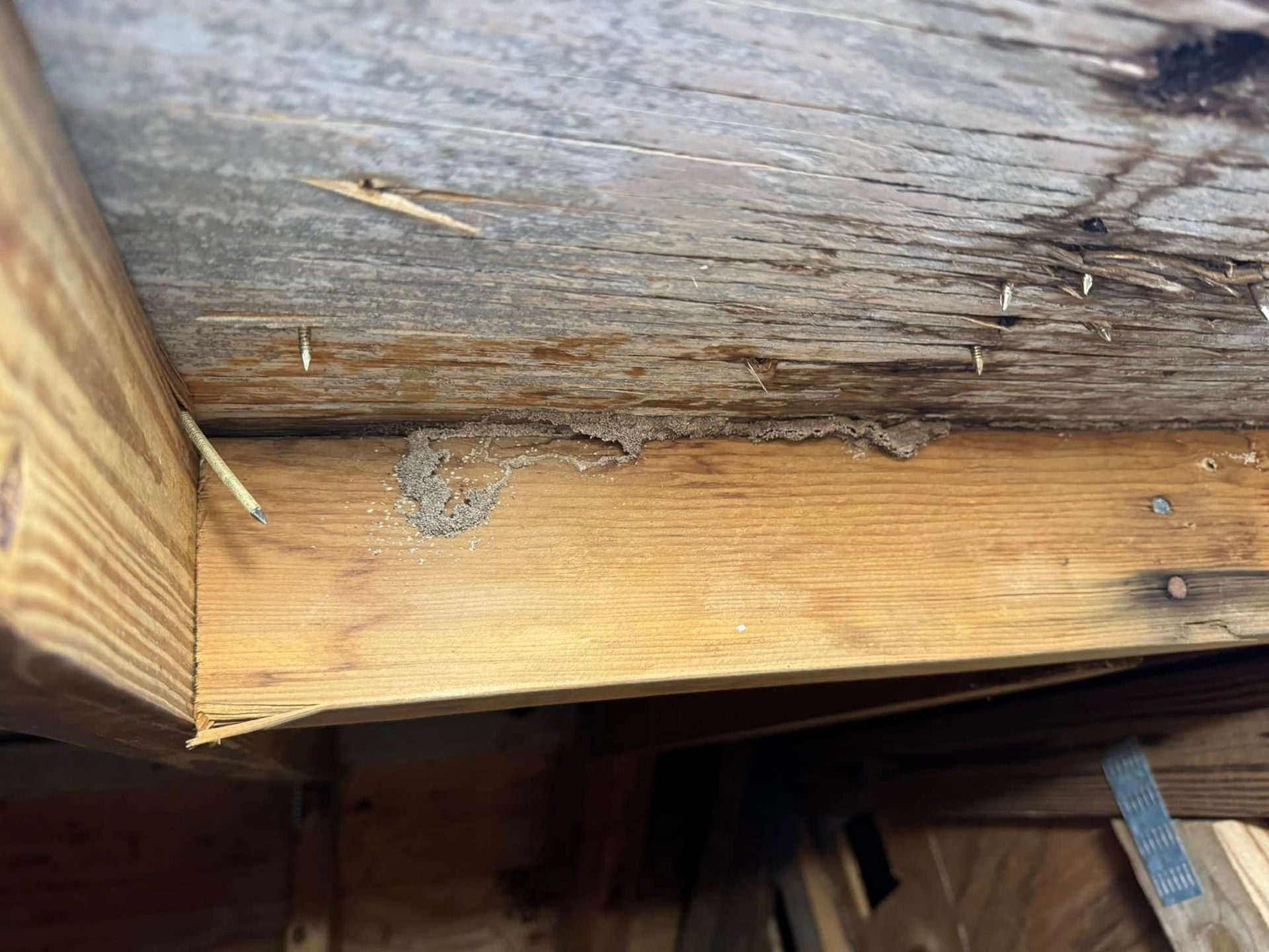 A closeup of structural wooden beams showing a mud tube trail left by termites between the framing members.