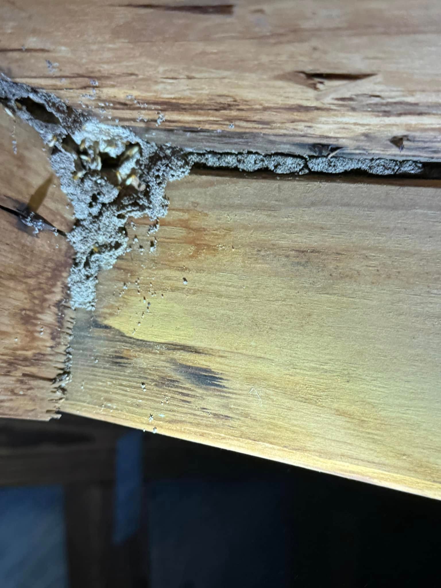 A close-up of light-colored wood showing severe termite damage with hollowed-out channels and sandy, granular debris.