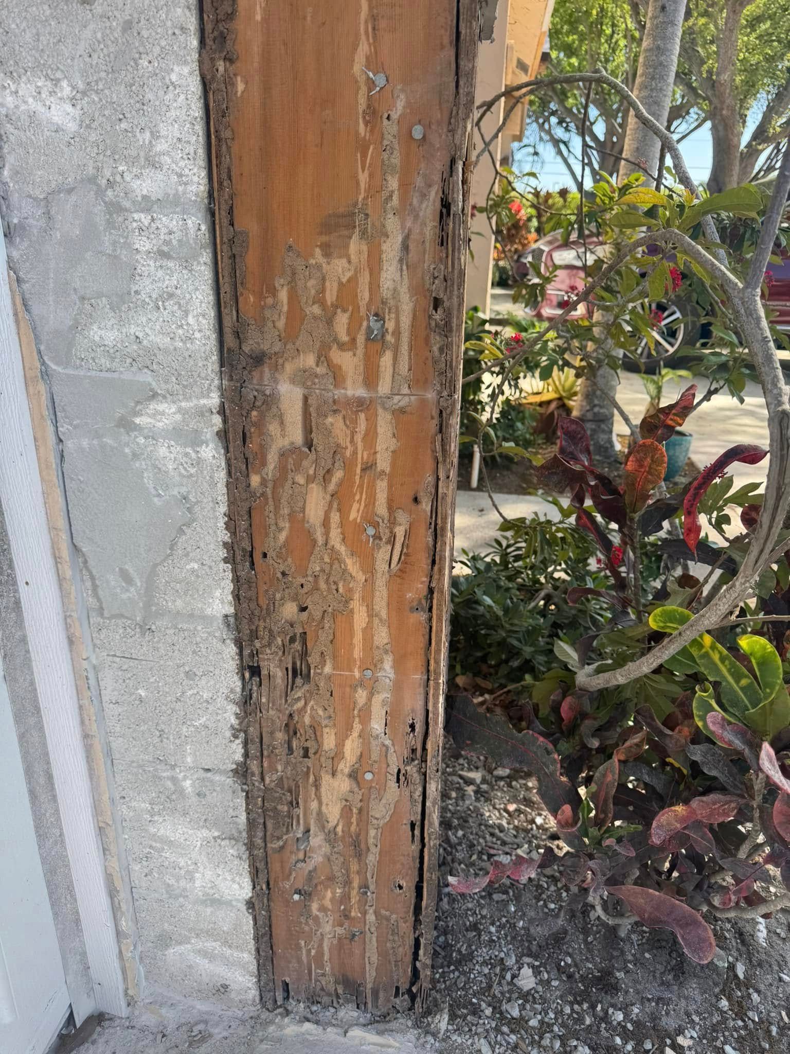 A wooden door frame severely damaged by termite tunnels and erosion, standing next to a house wall and outdoor plants.